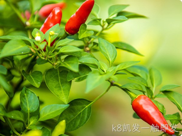 辣椒系列